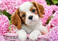 Chiot en Fleurs Roses