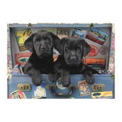 Chiots dans un Coffre