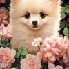 Chiot Spitz Nain dans les Roses