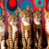 Cinq Chats