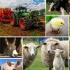 Collage - Animaux de la Ferme