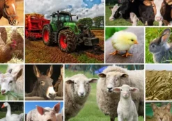 Collage - Animaux de la Ferme