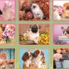Collage de Chiots
