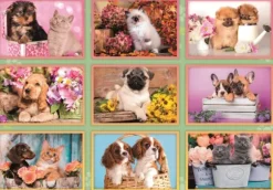 Collage de Chiots