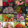 Collage - Fleurs