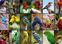 Collage - Oiseaux Colorés