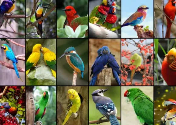 Collage - Oiseaux Colorés