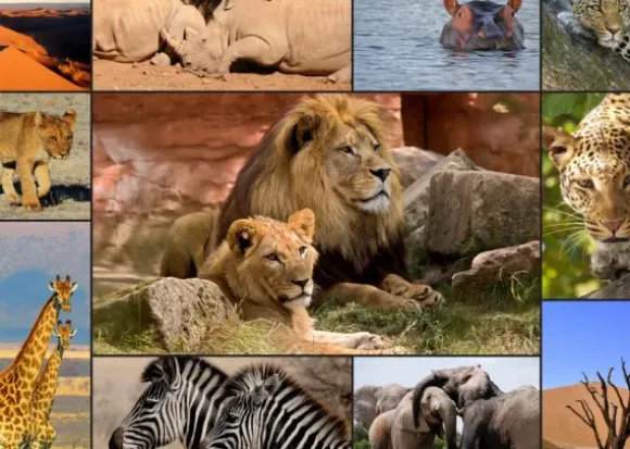 Collage - Wildlife