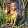 Collection Magic : Livre Des Ombres