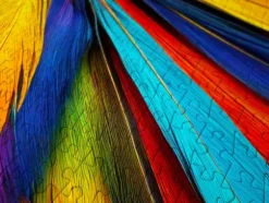Colorful Feathers