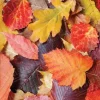 Colorful Leaves