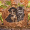 Crystal Art - Kit Broderie Diamant - Chat et Chien