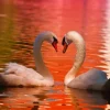 Cygnes