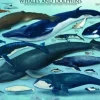 Dauphins et Baleines