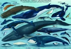 Dauphins et Baleines