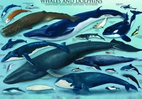 Dauphins et Baleines
