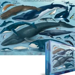 Dauphins et Baleines