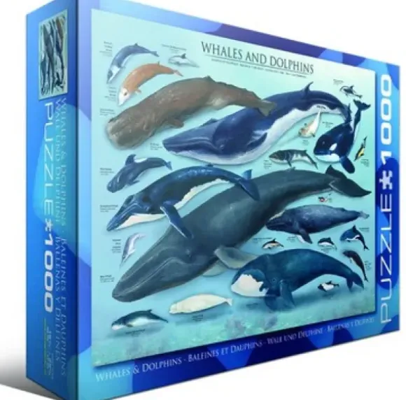Dauphins et Baleines