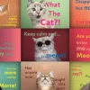 Drôles De Visages De Chats