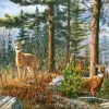 Famille Royale de Cerfs