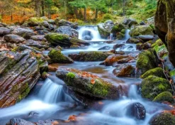 Forest Stream in Autumn