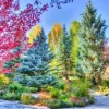 Forêt Colorée, Colorado, USA