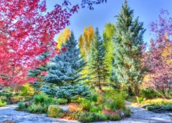 Forêt Colorée, Colorado, USA