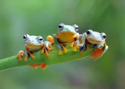 Friendly Frogs