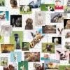 Funny Animals Collage
