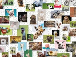 Funny Animals Collage
