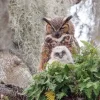 Great Horned Owl