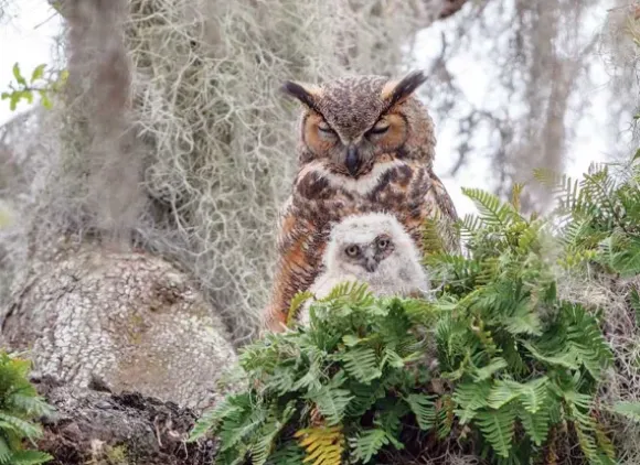 Great Horned Owl