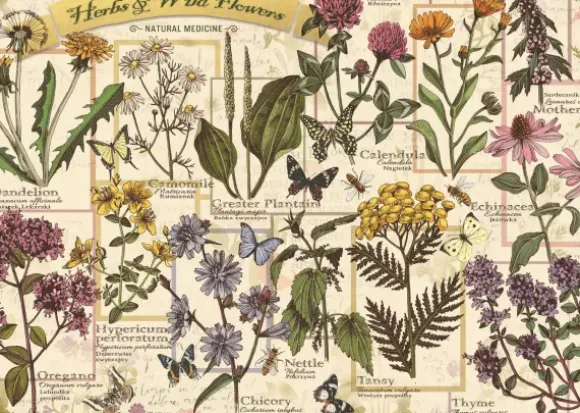 Herbier : Herbes Médicinales