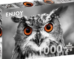 Hibou Curieux