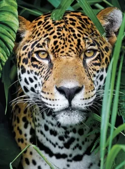 Jaguar dans la Jungle
