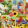 Jane Mayday - Plumes et Compagnie