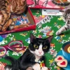 Joelle McIntyre - Bluebird Puzzle Cats