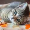 Kitten