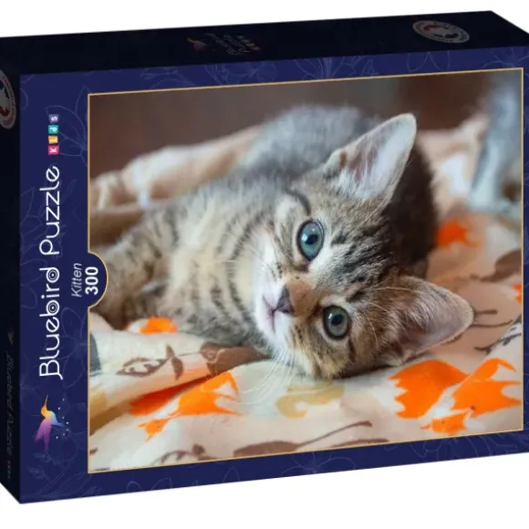 Kitten