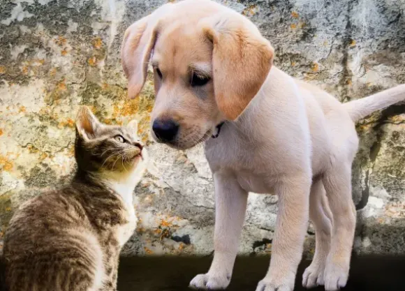 Kitten and Puppy