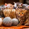 Kittens in Basket