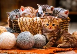 Kittens in Basket