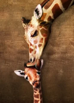 La maman girafe et son girafon