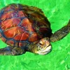 La Réunion - Tortue de Mer