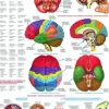Le cerveau