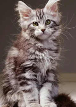 Le Chaton