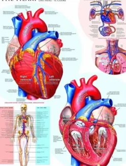 Le coeur