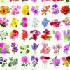 Le language des Fleurs