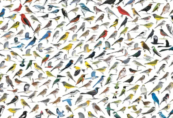 Le Monde des Oiseaux, par David Sibley