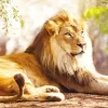 Le Roi de la Savane